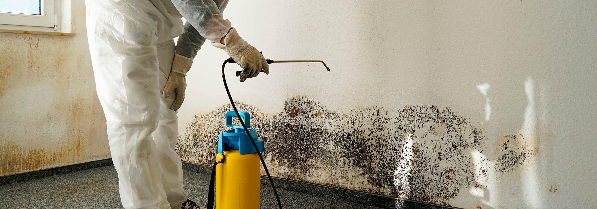 mould-treatment-auckland